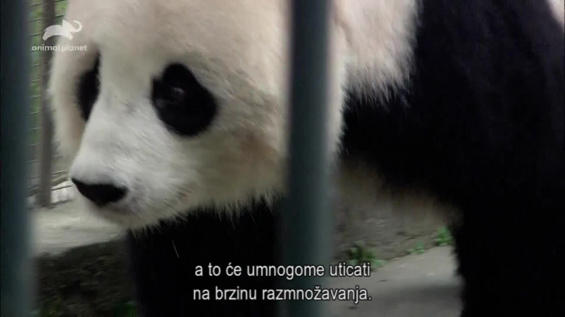 AnimalPlanet