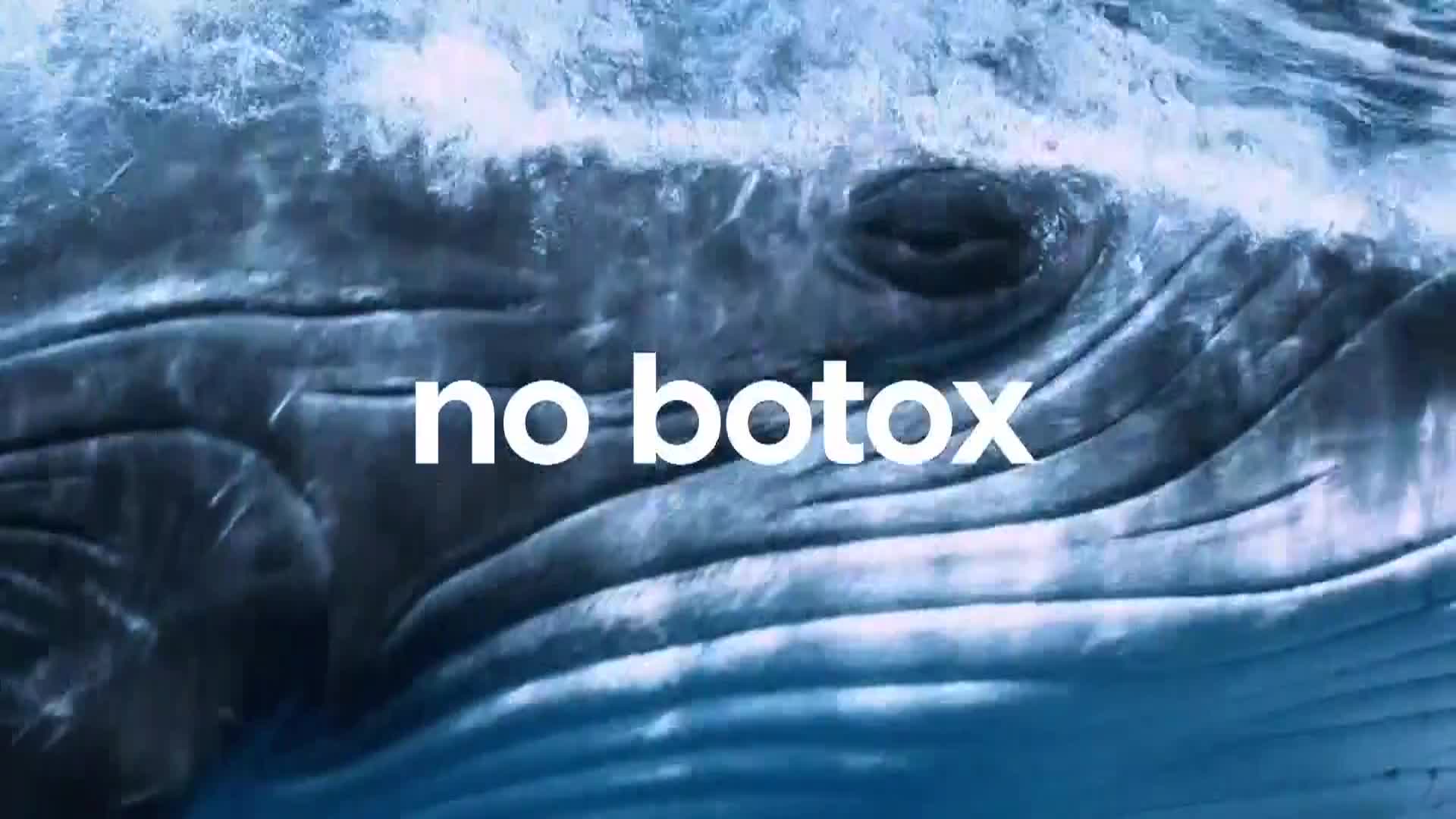 AnimalPlanet