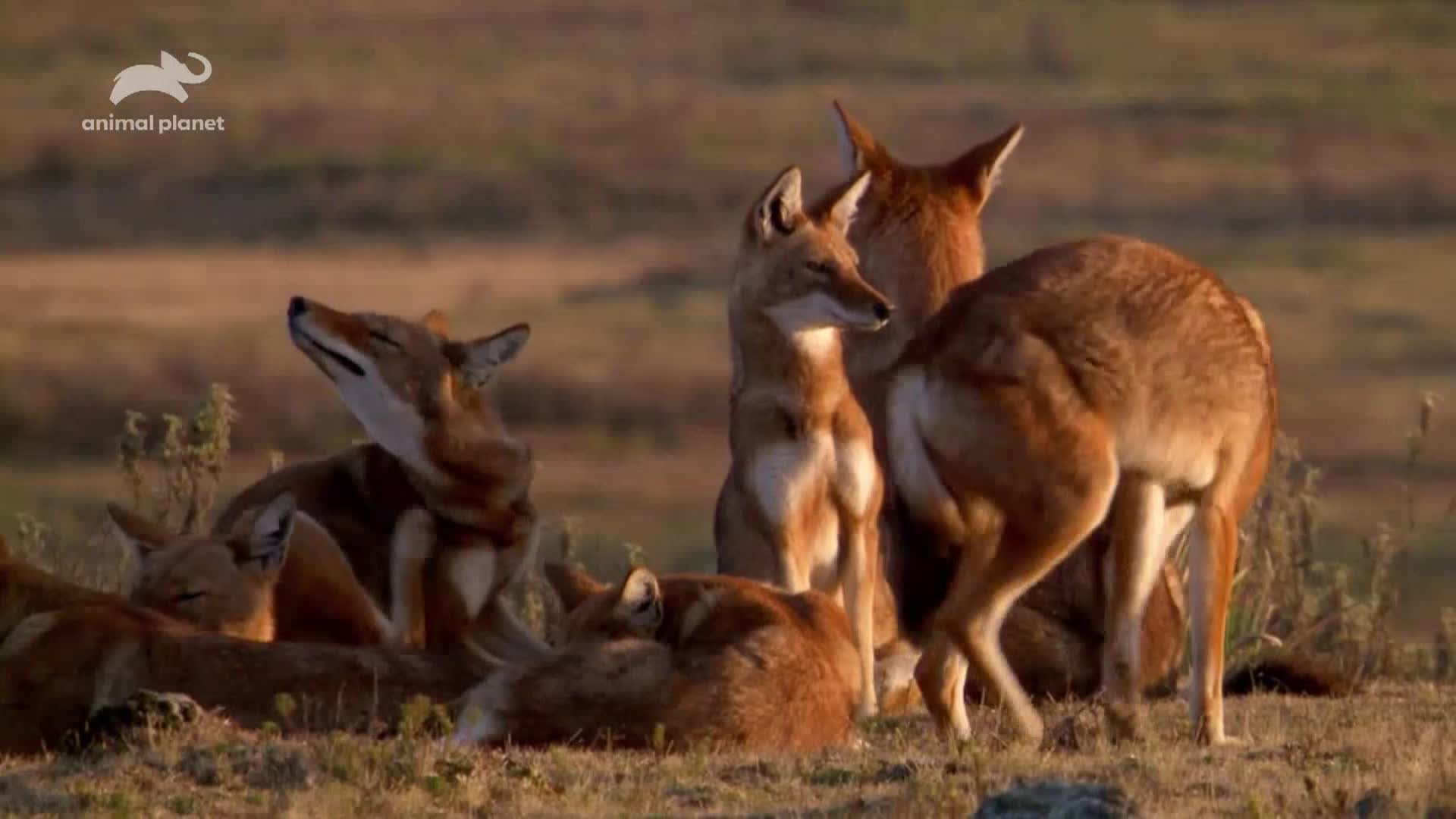 AnimalPlanet