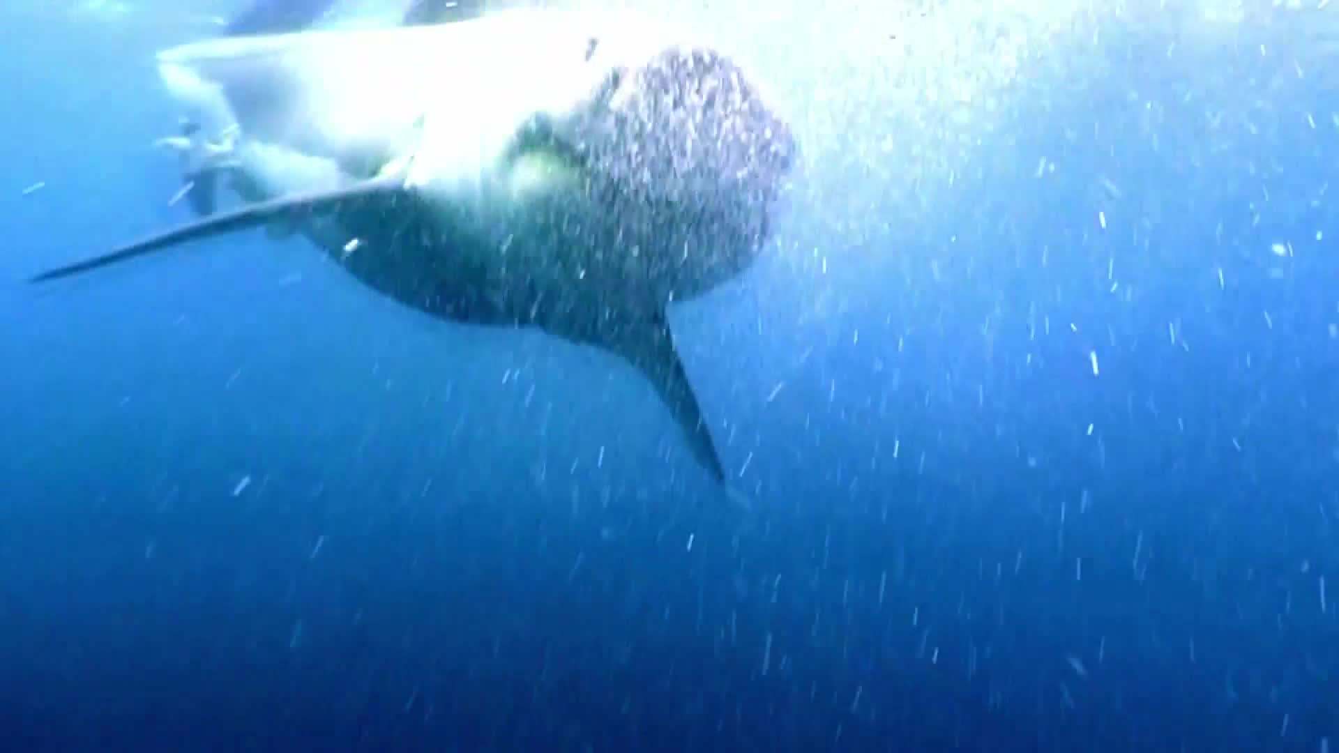 AnimalPlanet