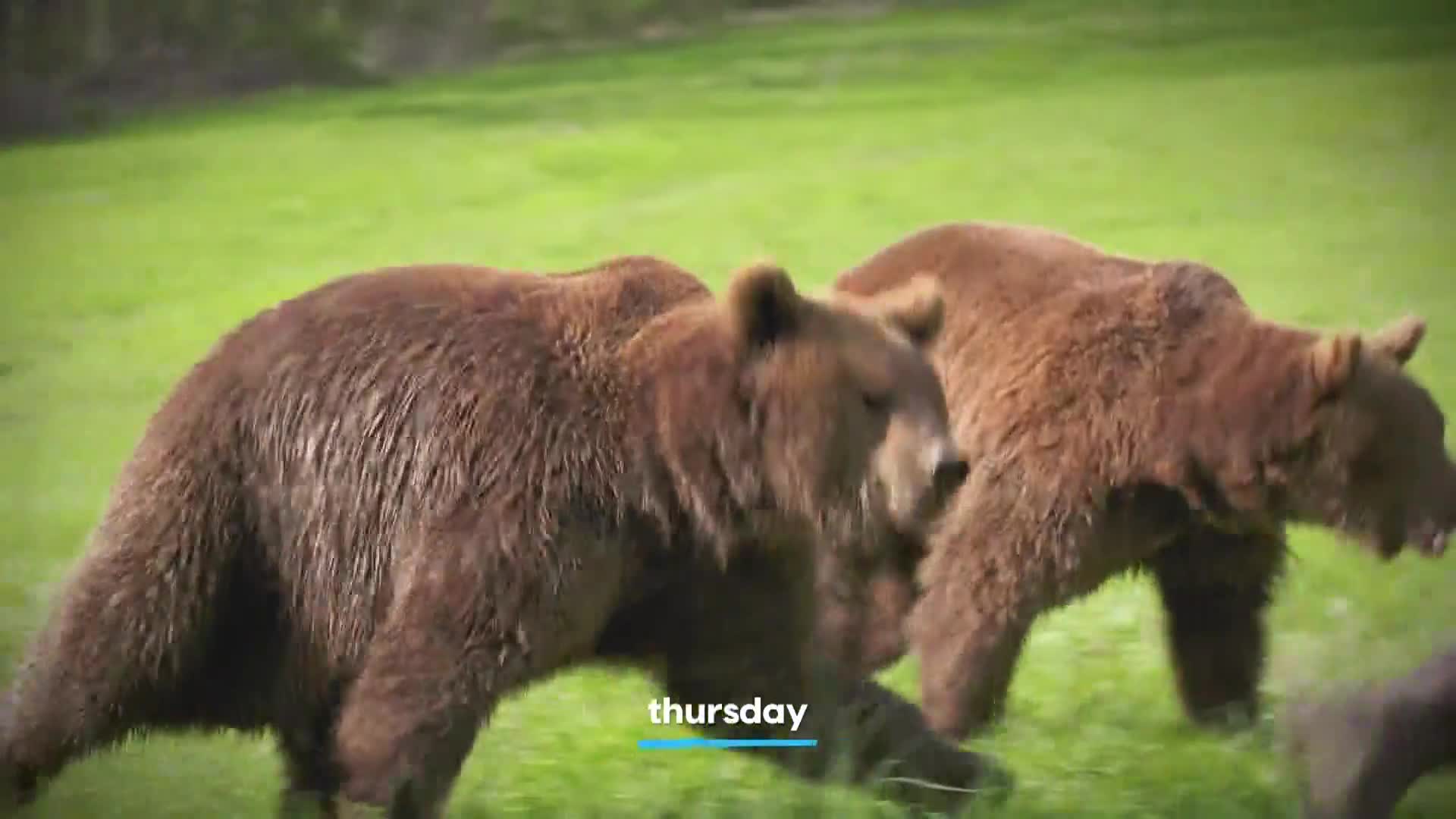 AnimalPlanet
