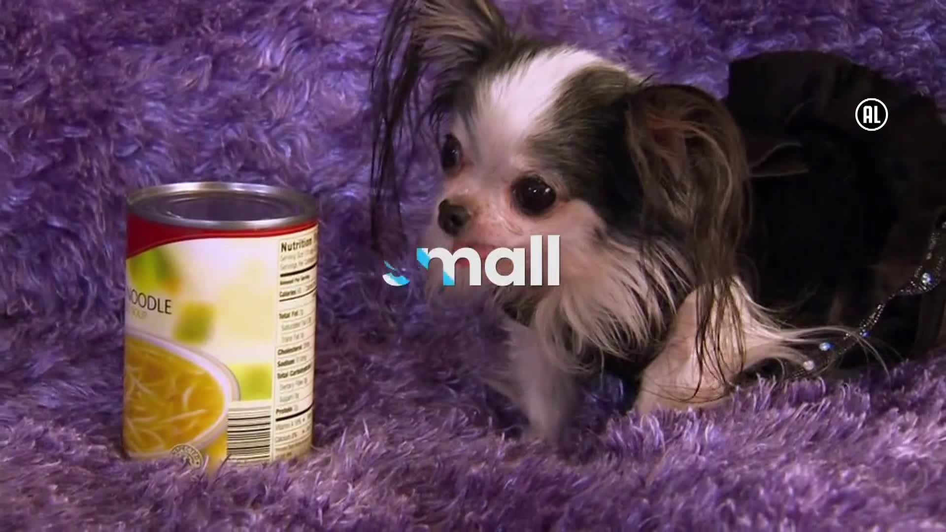 AnimalPlanet