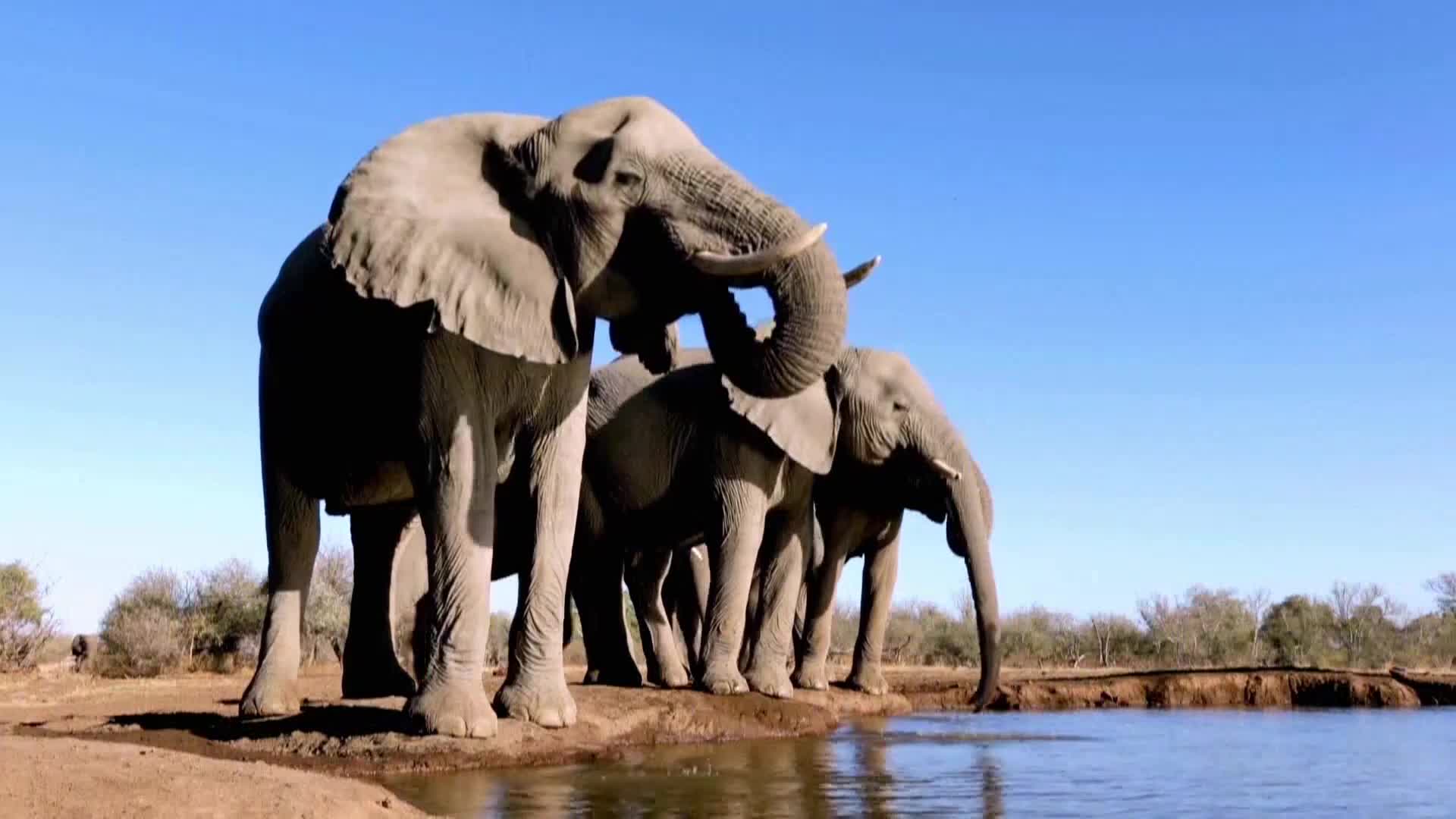 AnimalPlanet