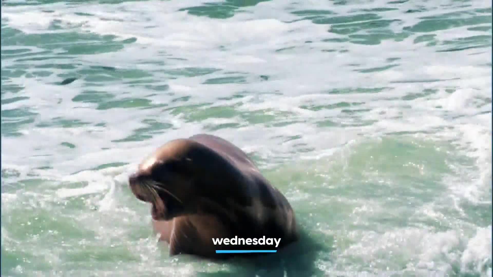 AnimalPlanet