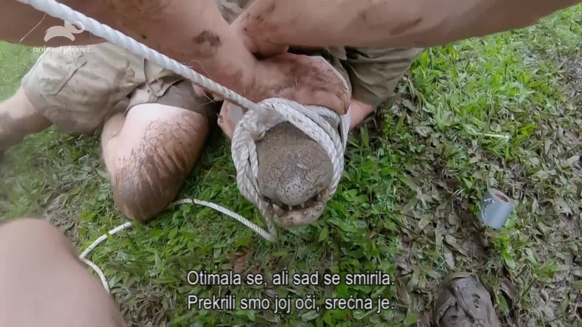 AnimalPlanet