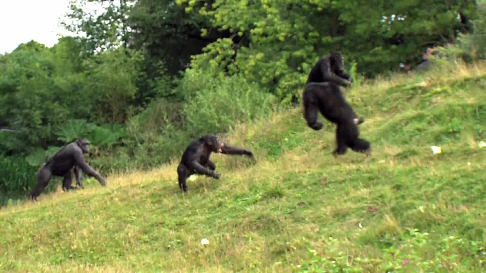 AnimalPlanet