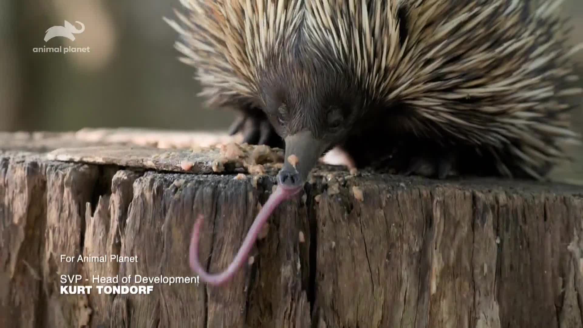 AnimalPlanet