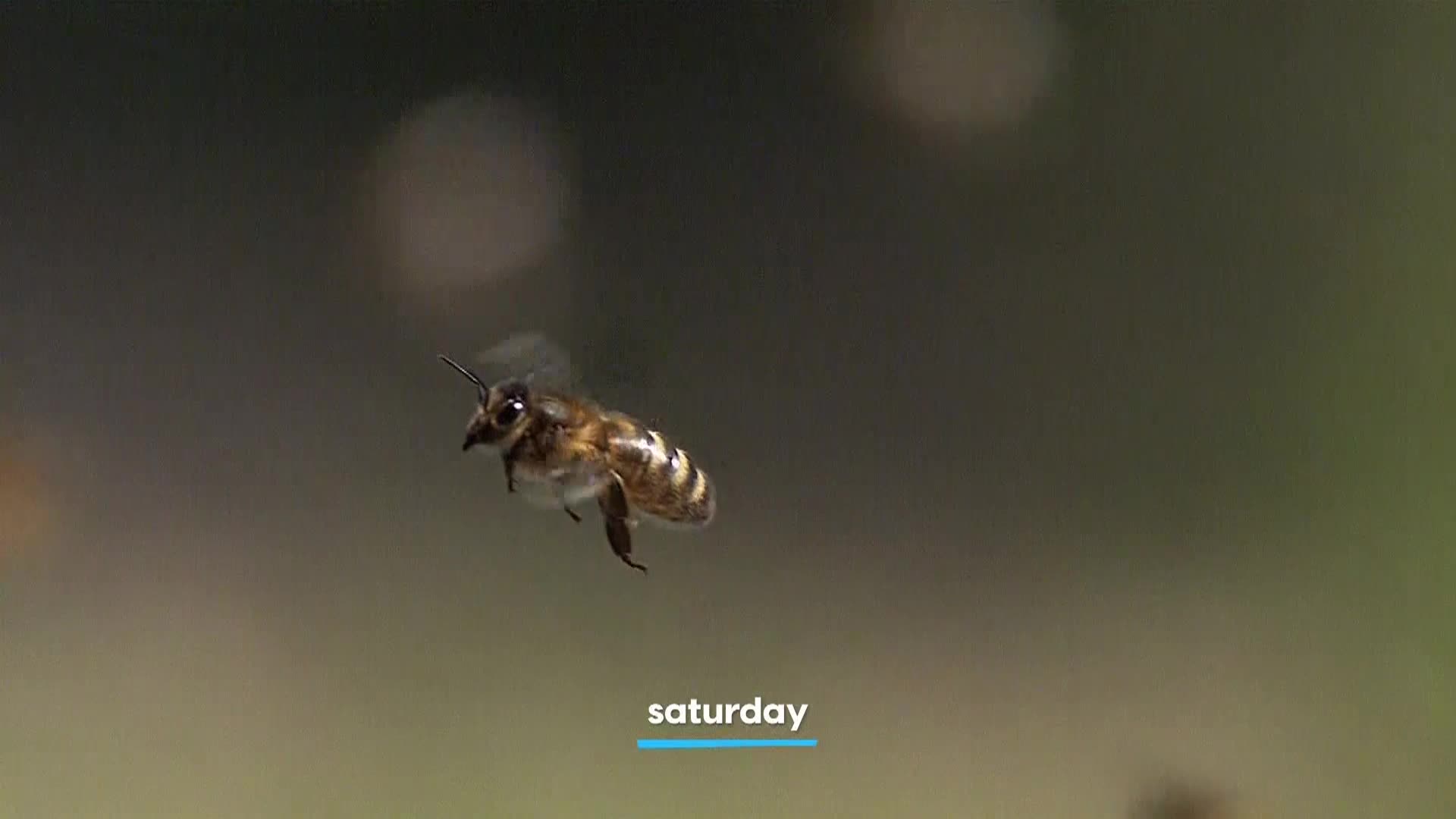 AnimalPlanet