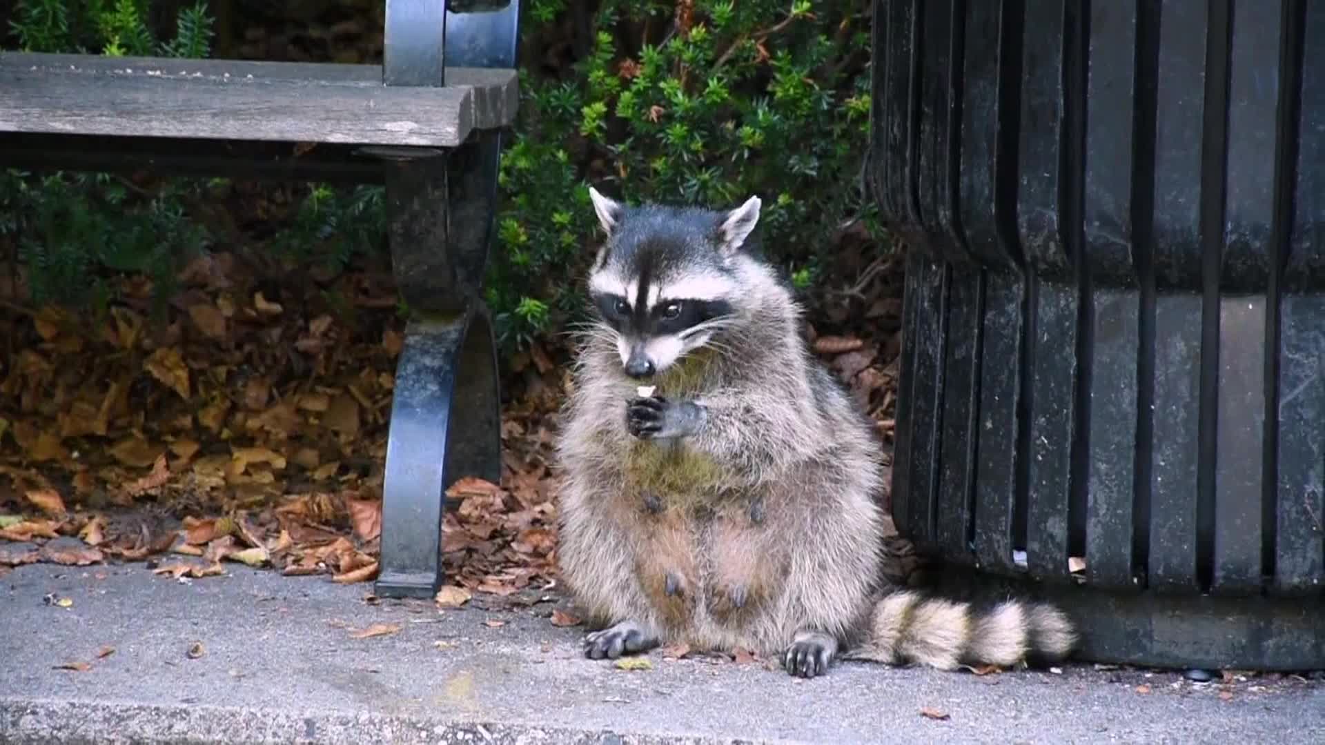 AnimalPlanet
