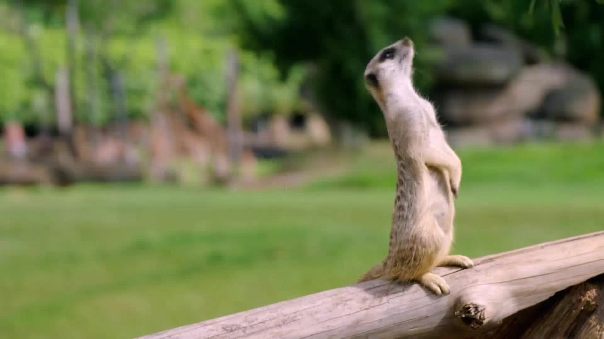 AnimalPlanet