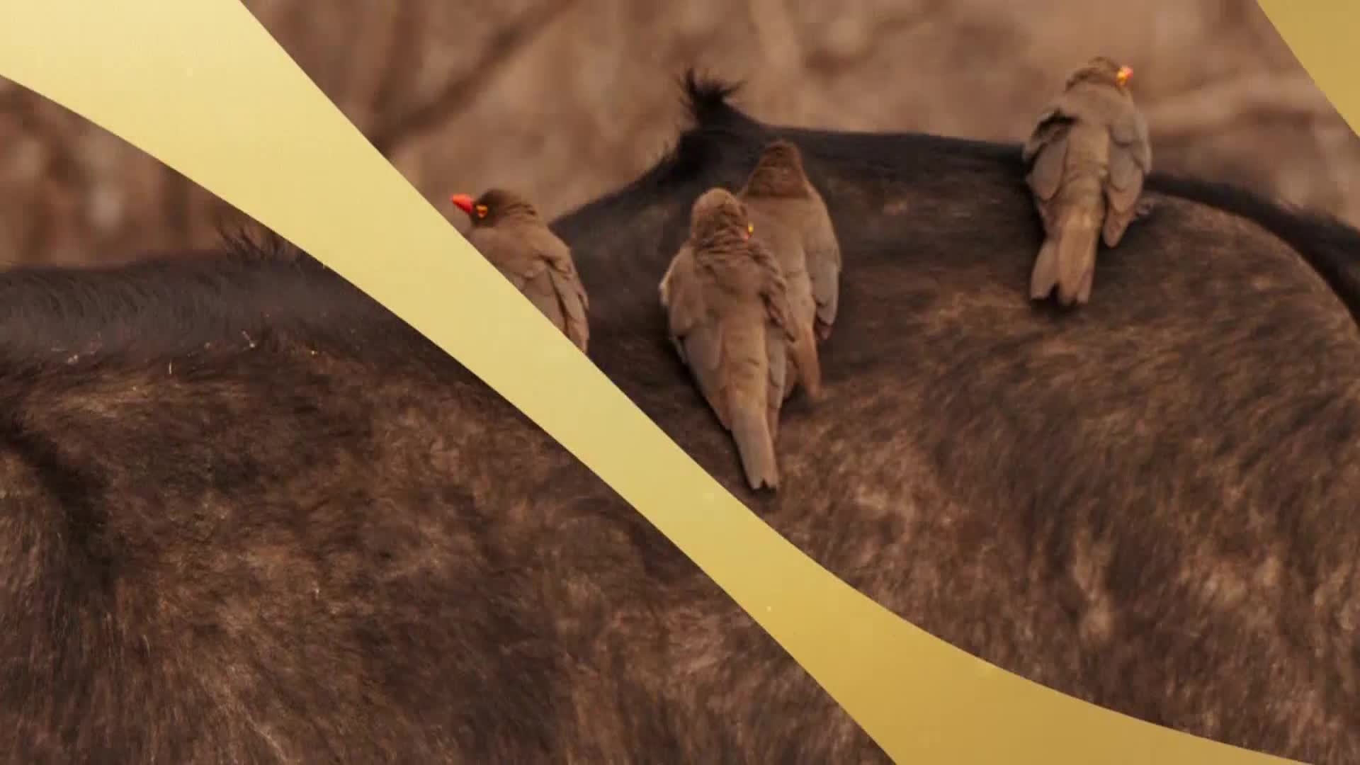 AnimalPlanet