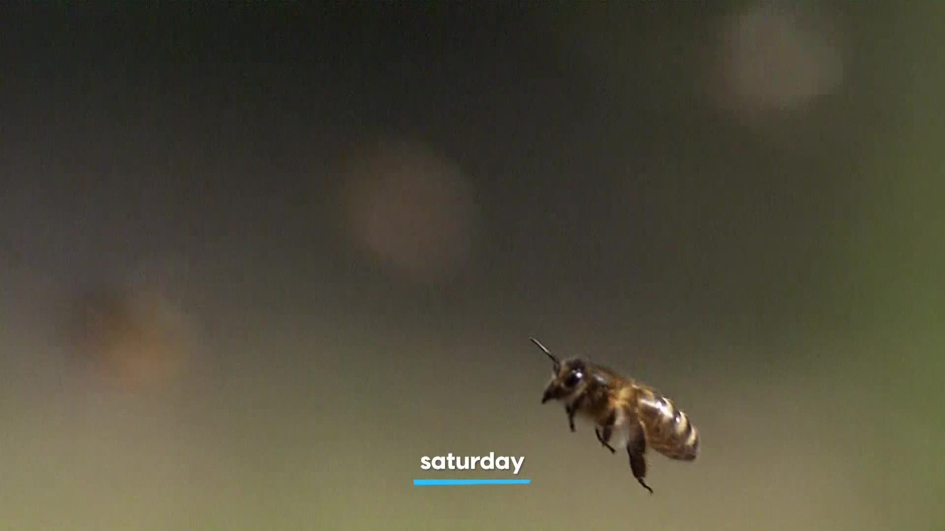 AnimalPlanet