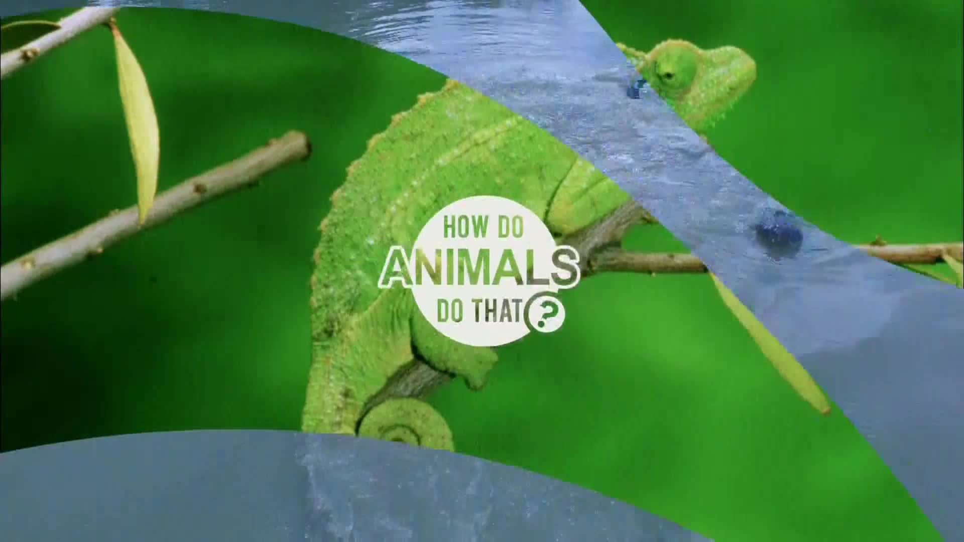 AnimalPlanet