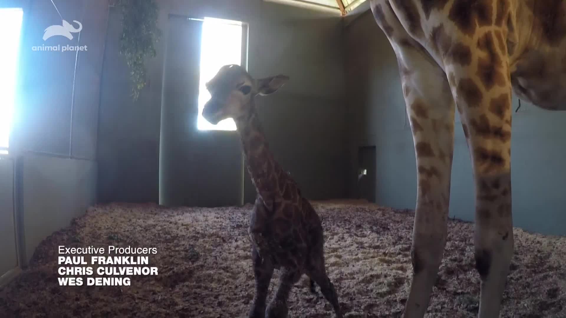 AnimalPlanet