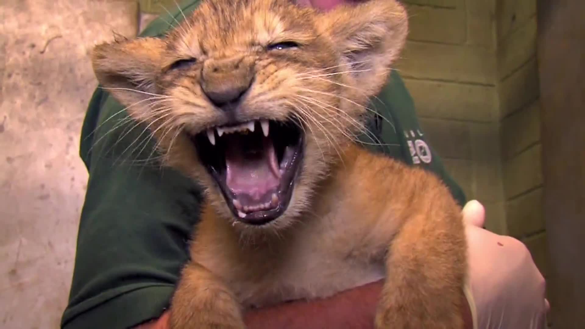 AnimalPlanet