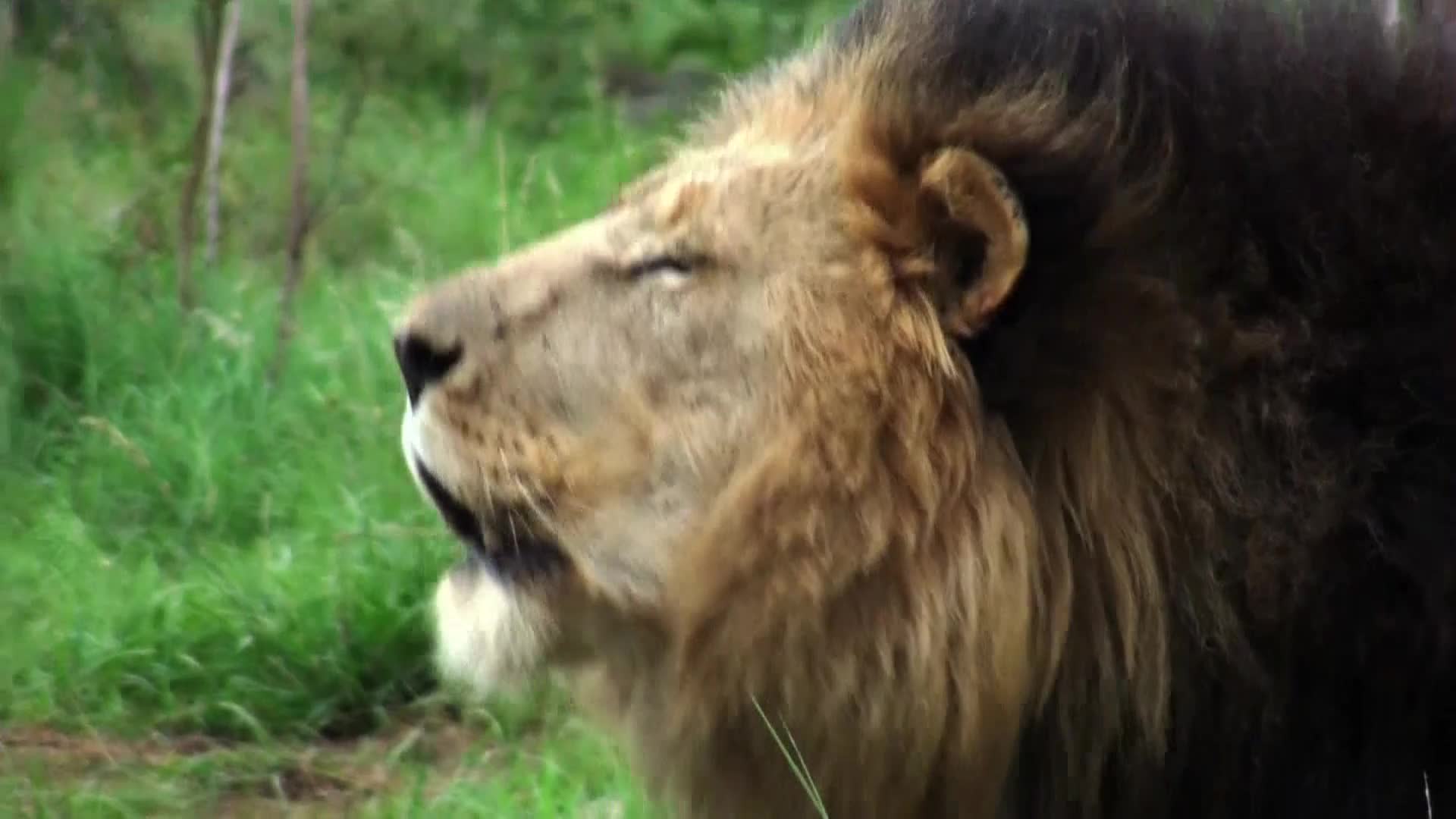 AnimalPlanet