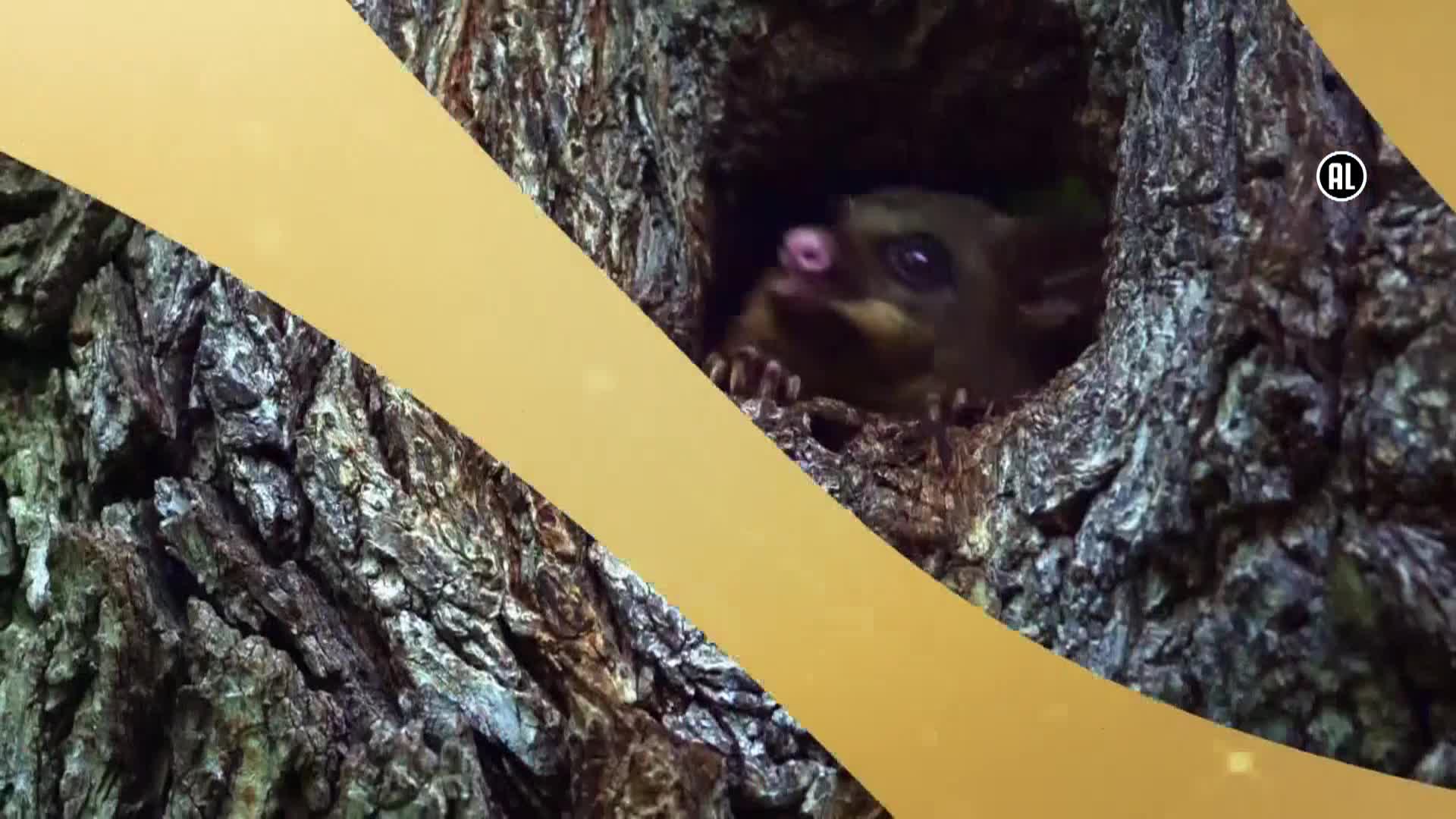AnimalPlanet
