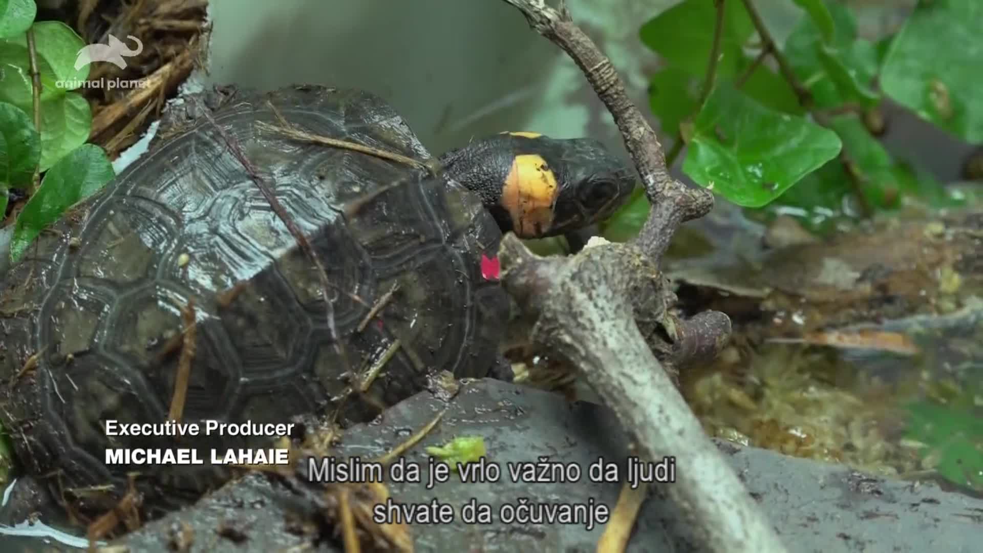 AnimalPlanet