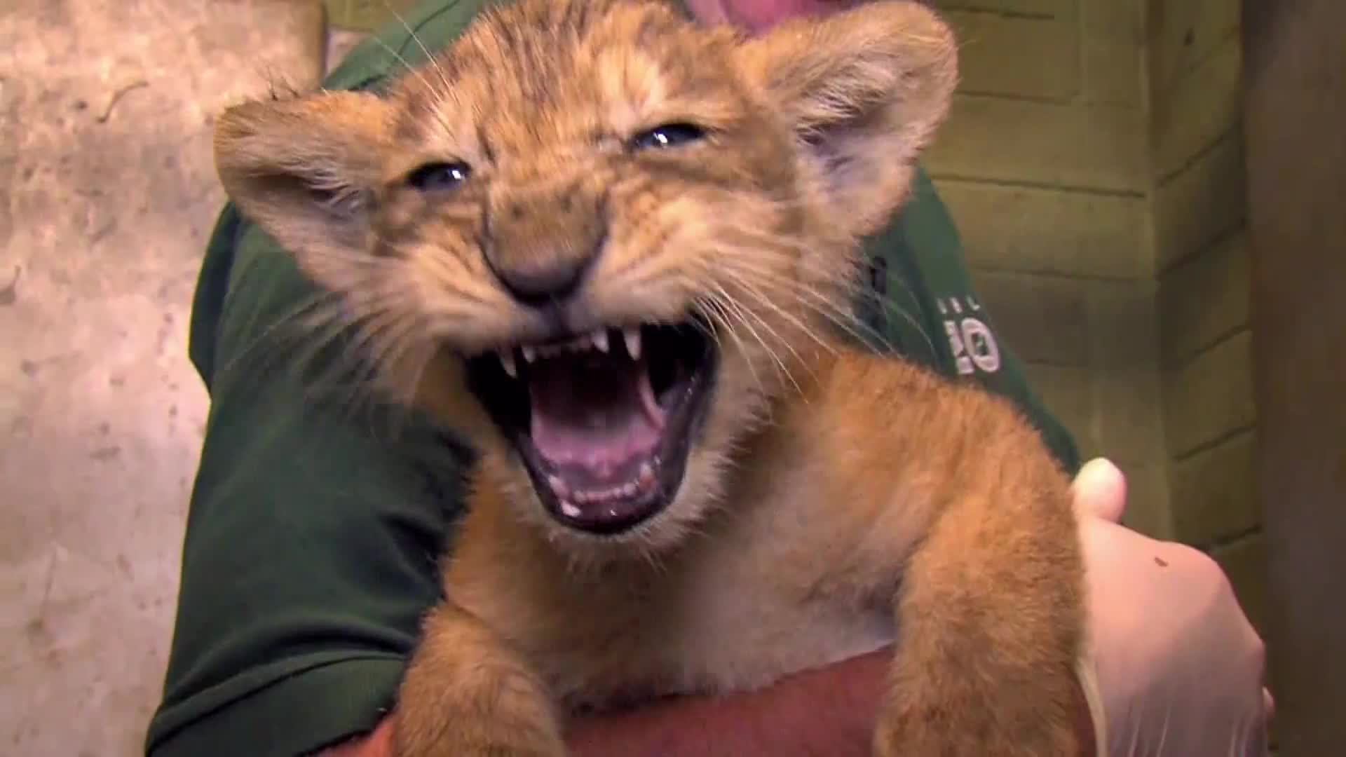 AnimalPlanet