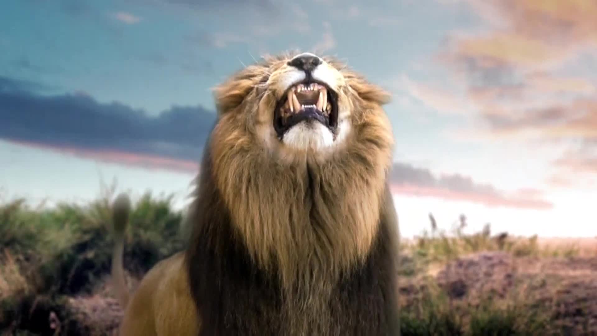 AnimalPlanet