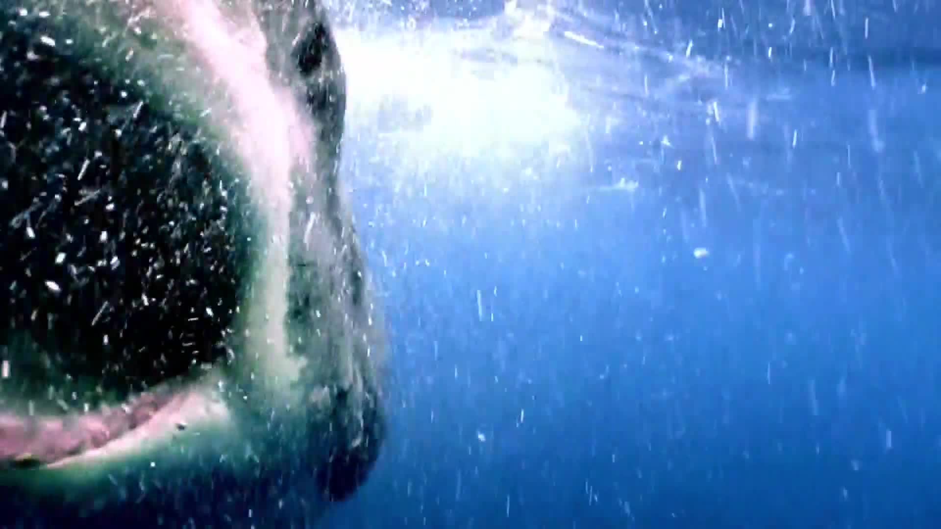 AnimalPlanet