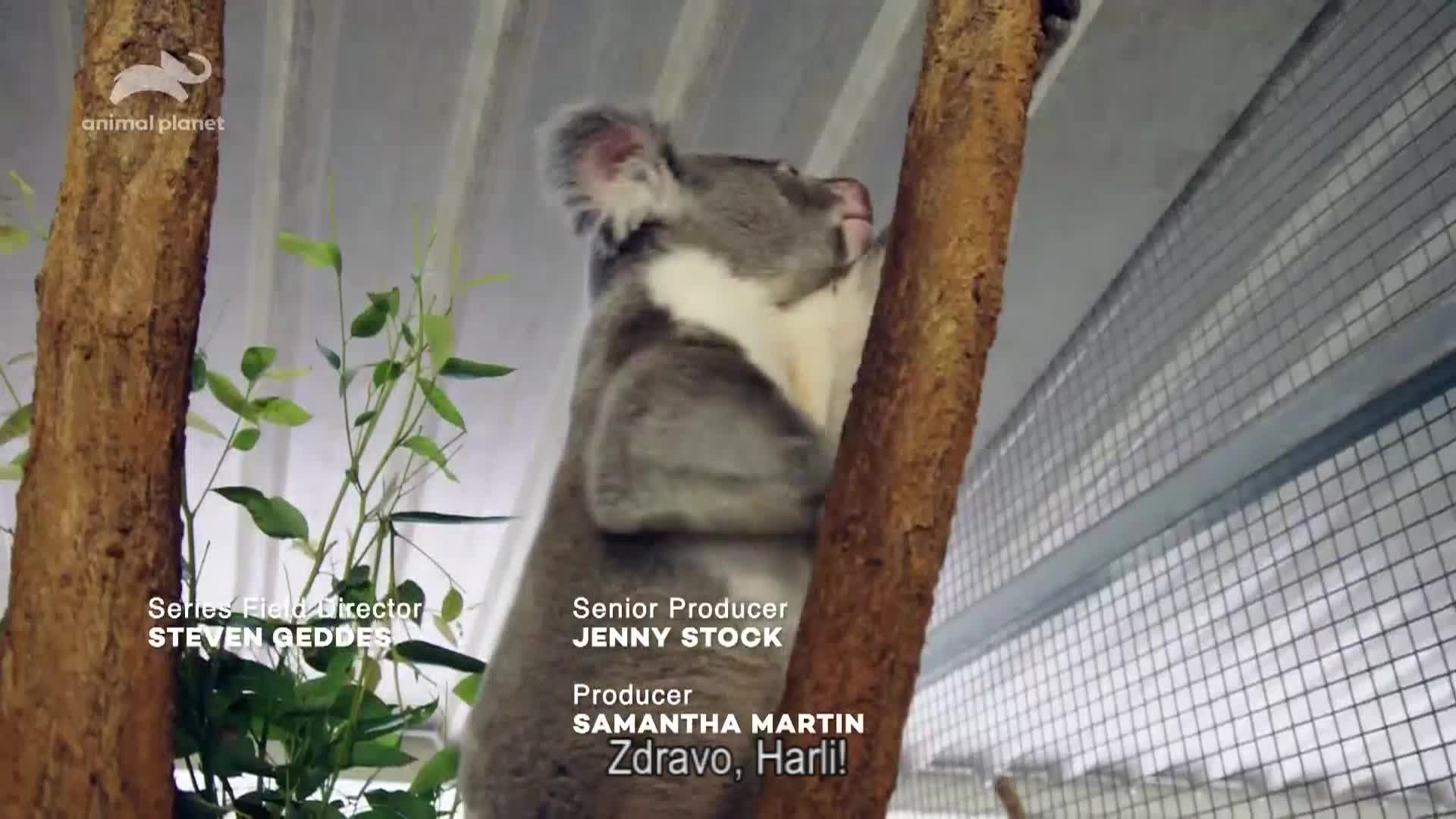 AnimalPlanet