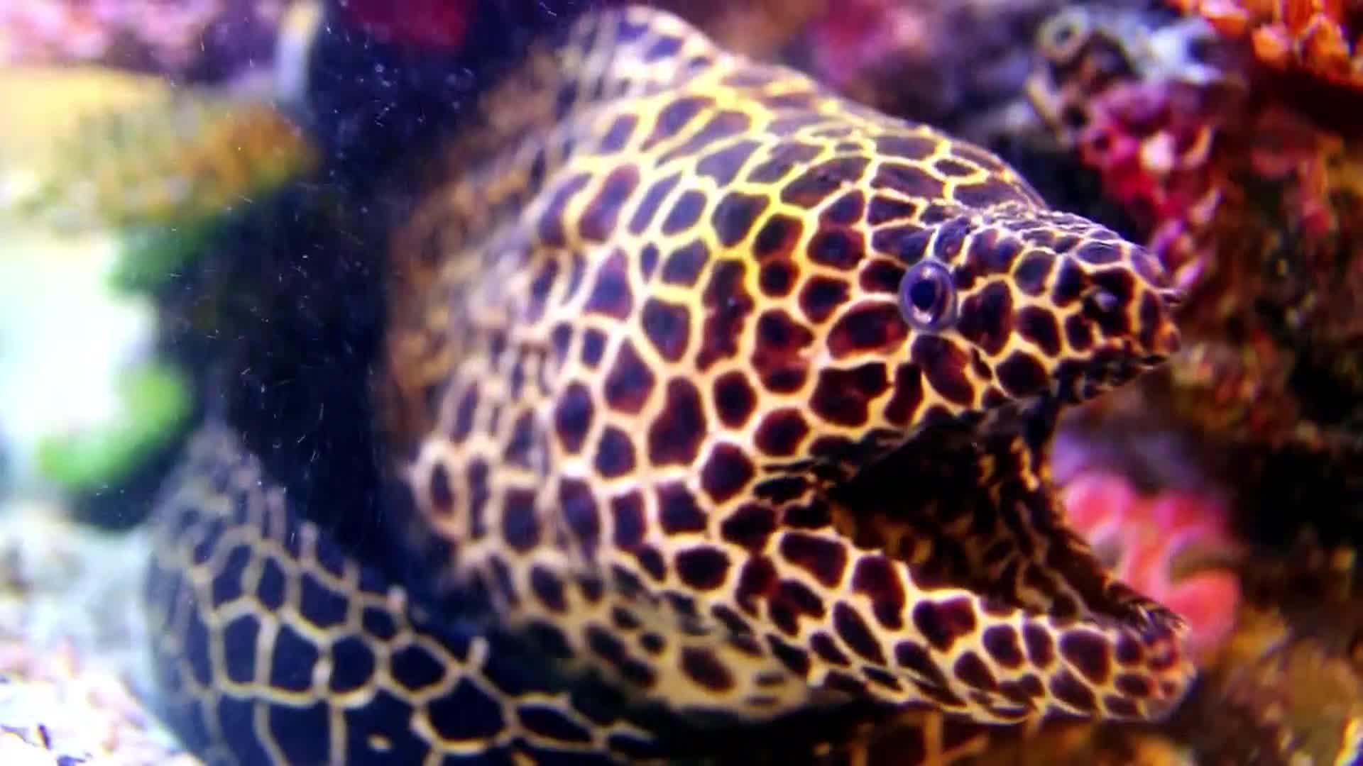 AnimalPlanet