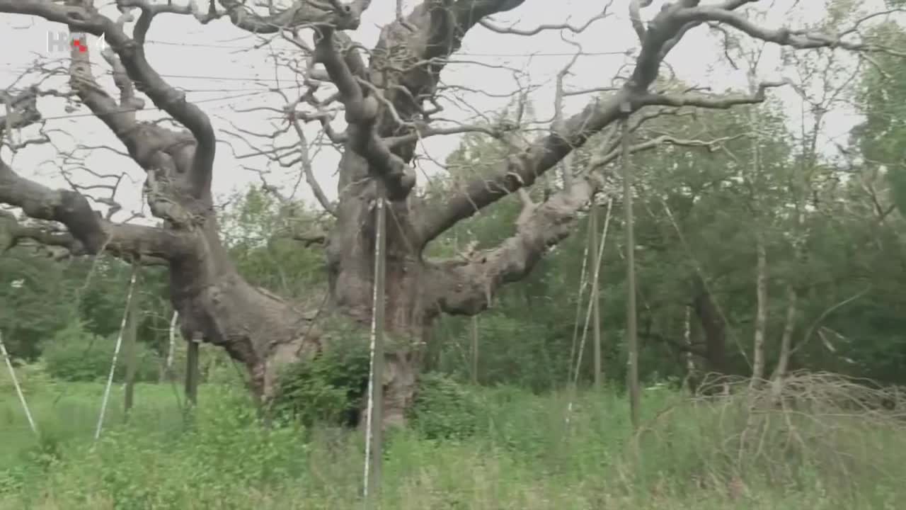 HRT4