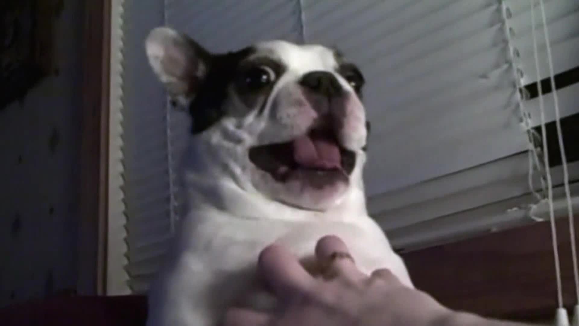 AnimalPlanet