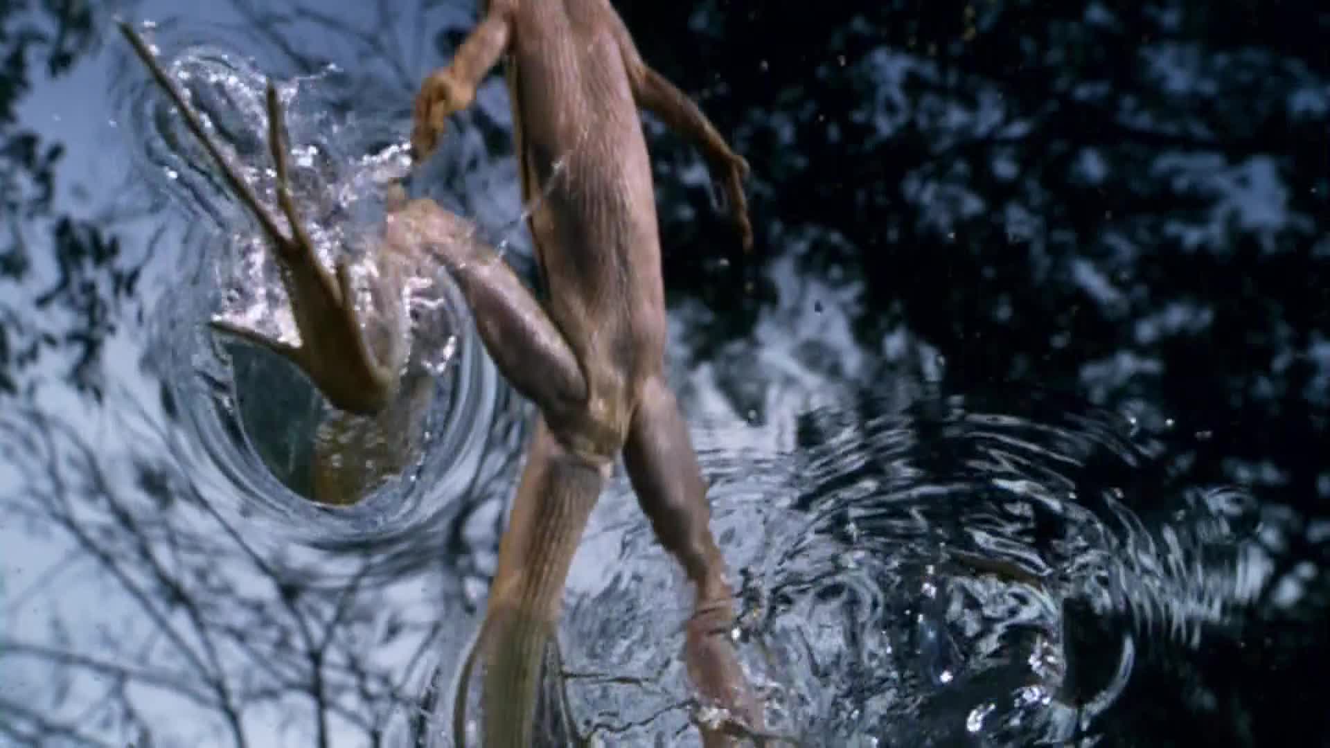 AnimalPlanet