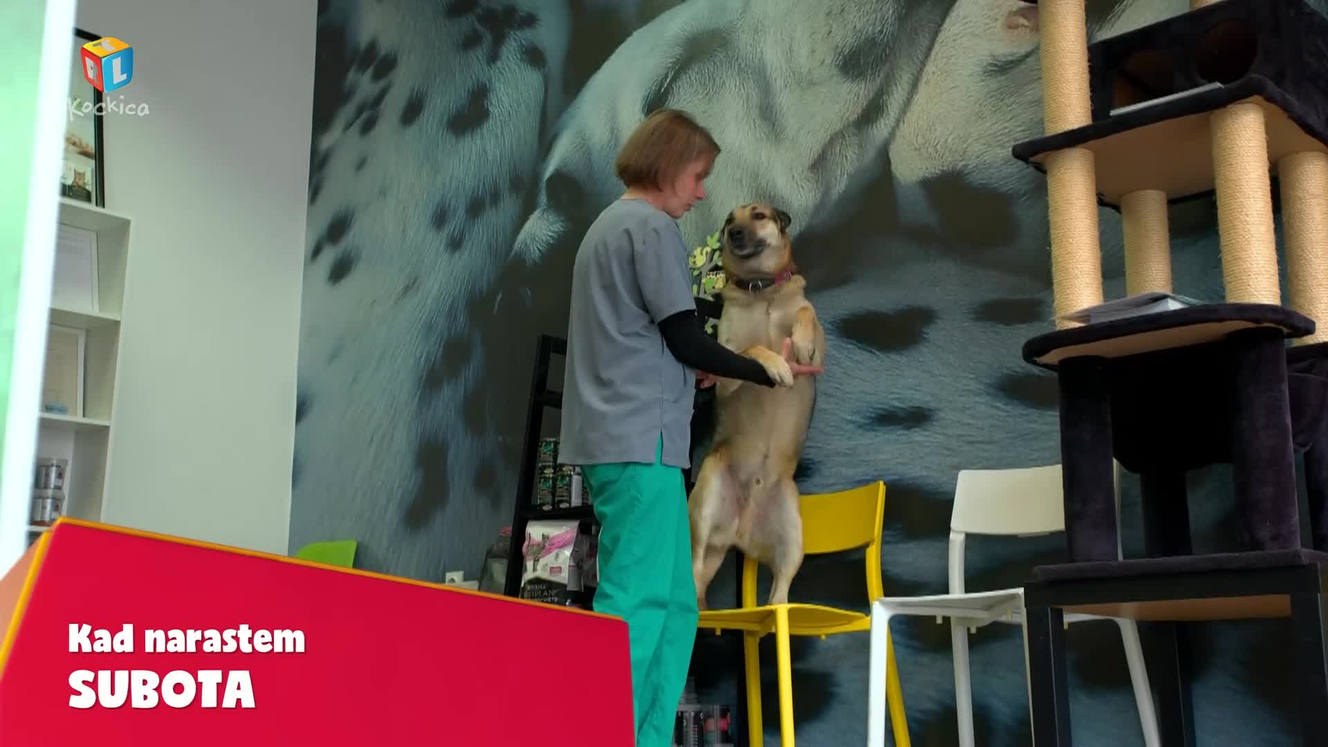 RTLKockica