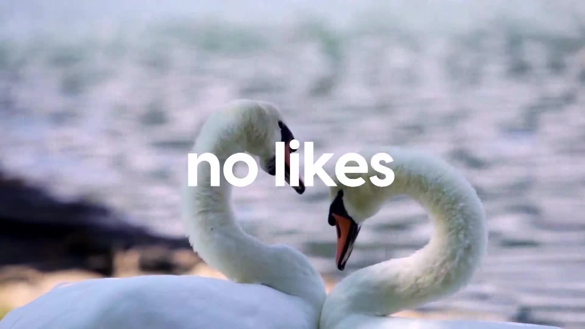 AnimalPlanet