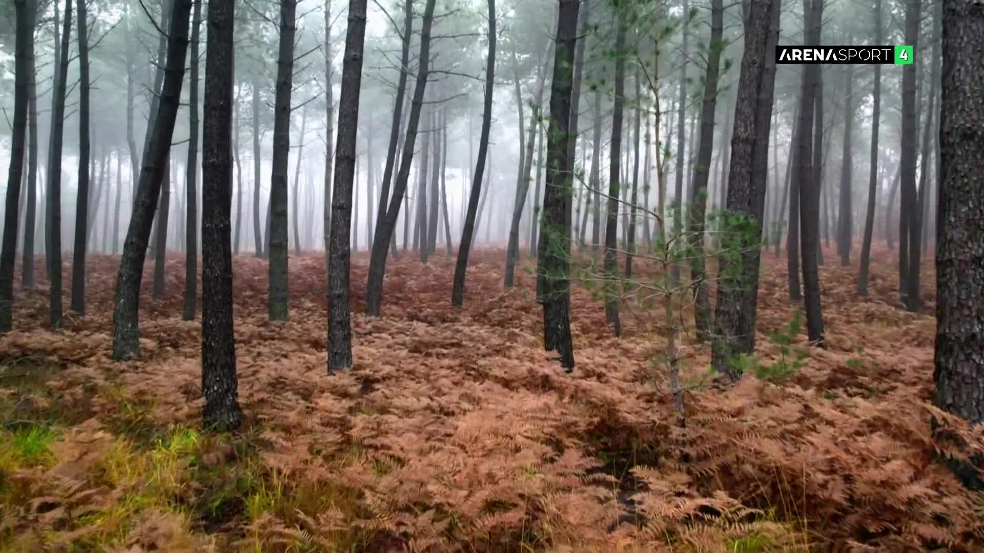 ArenaSportHD4