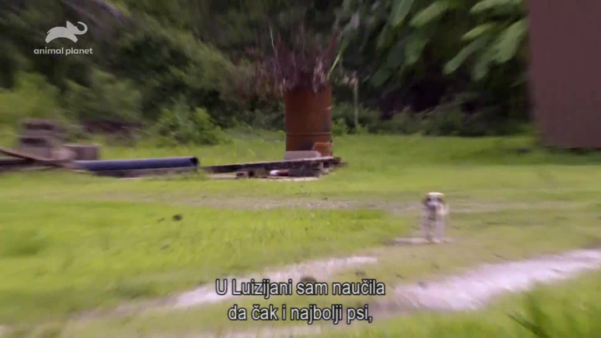 AnimalPlanet