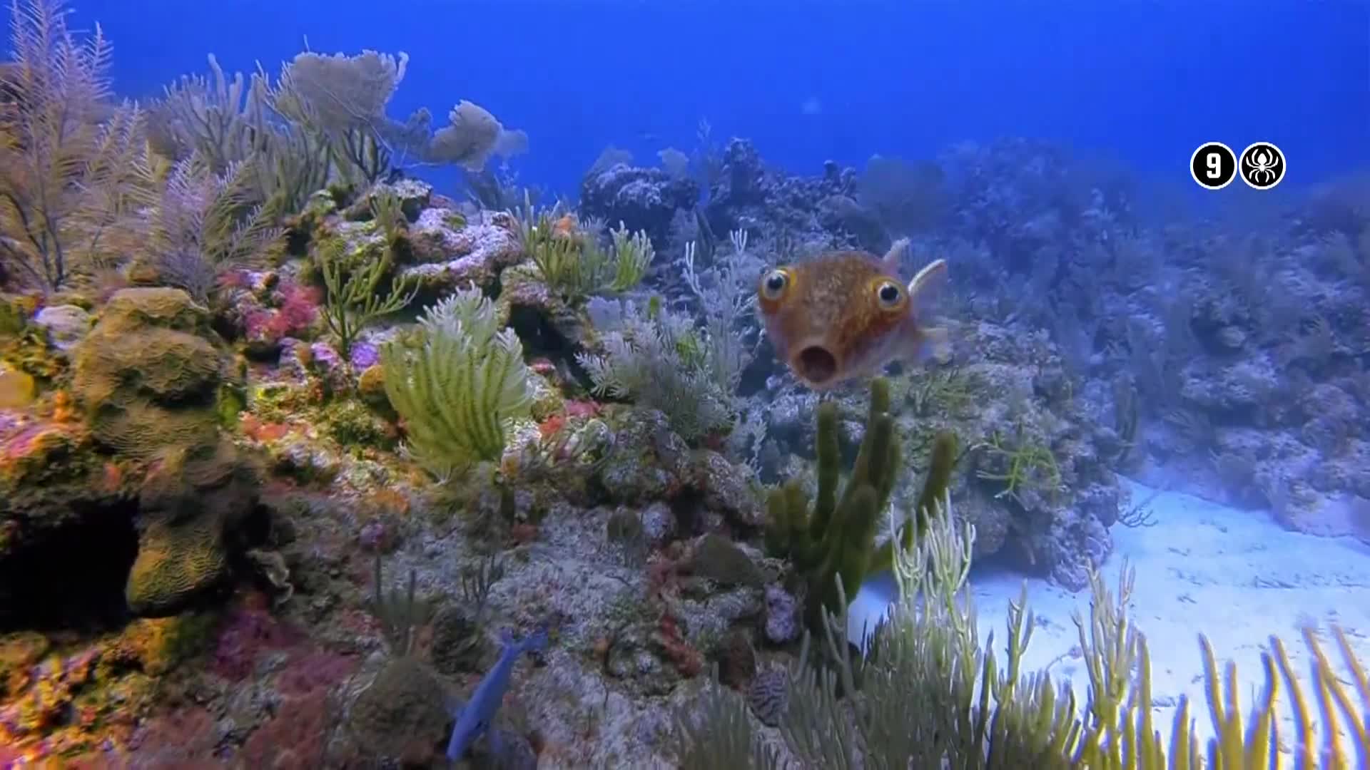 AnimalPlanet