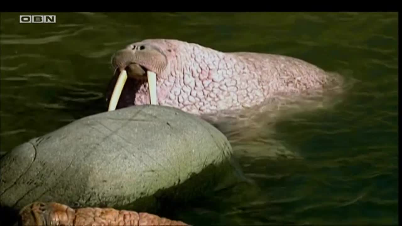 obn