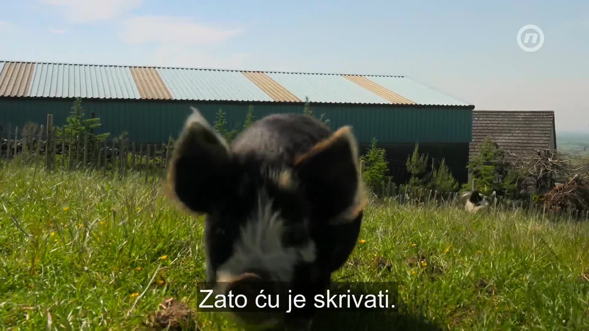 NovaTVPlus