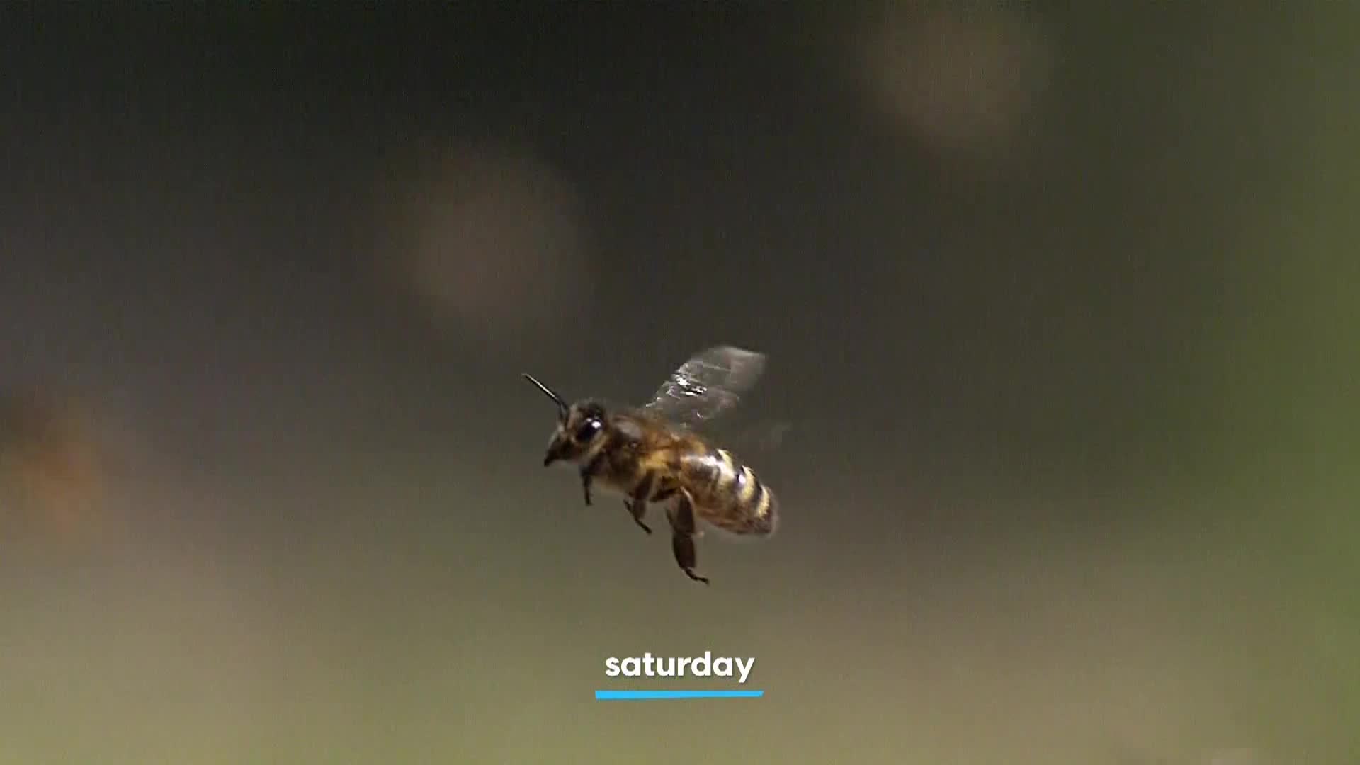 AnimalPlanet