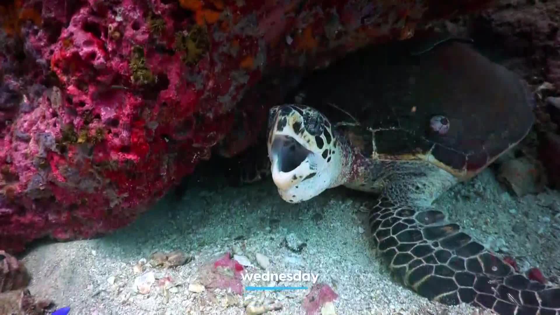 AnimalPlanet