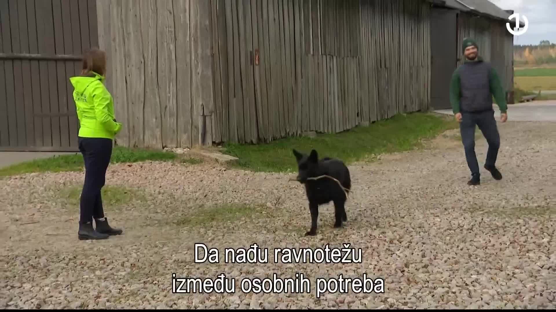BHT