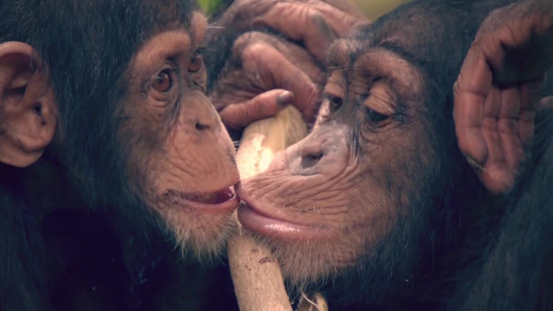 AnimalPlanet
