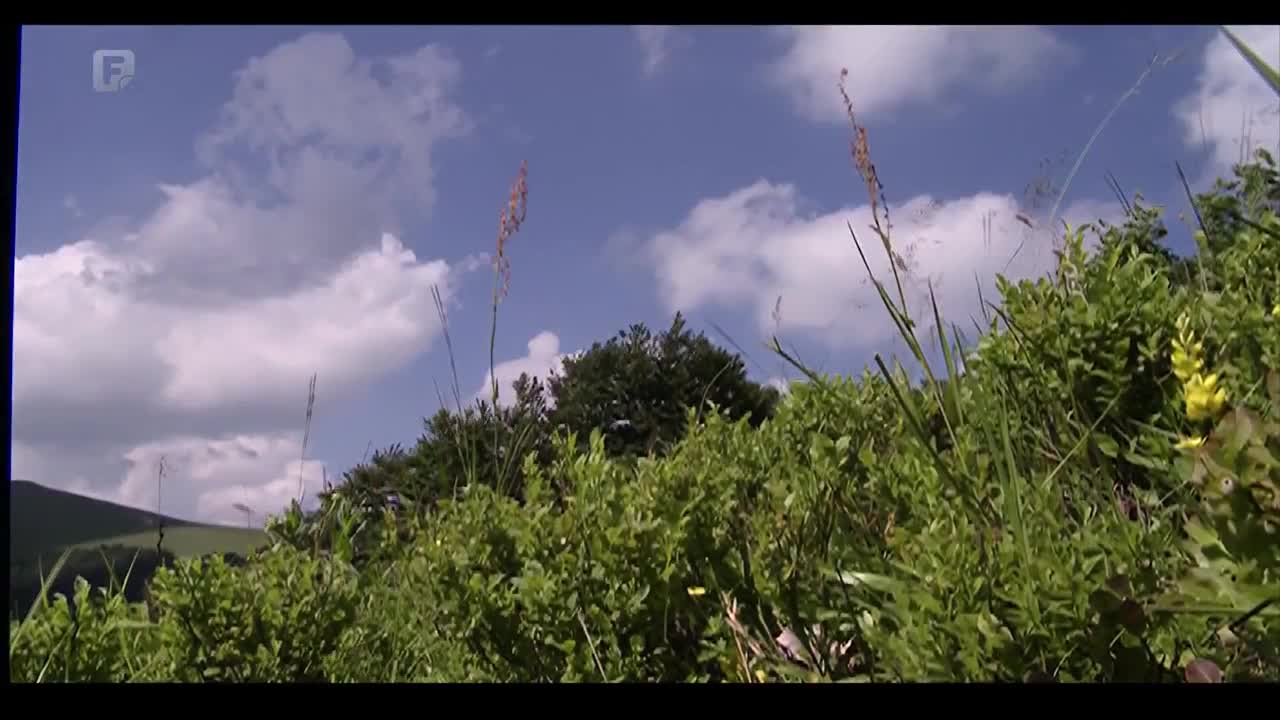 FTV