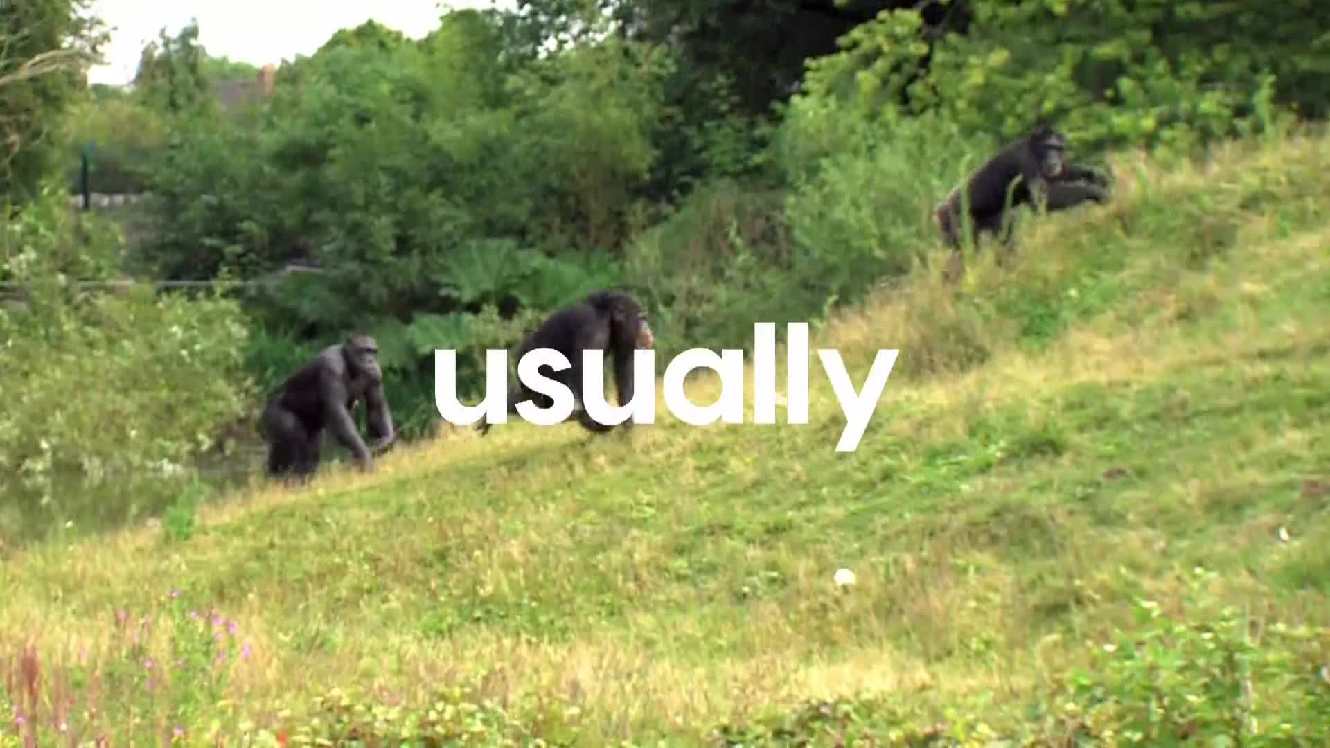 AnimalPlanet