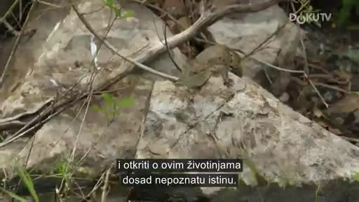 DokuTV