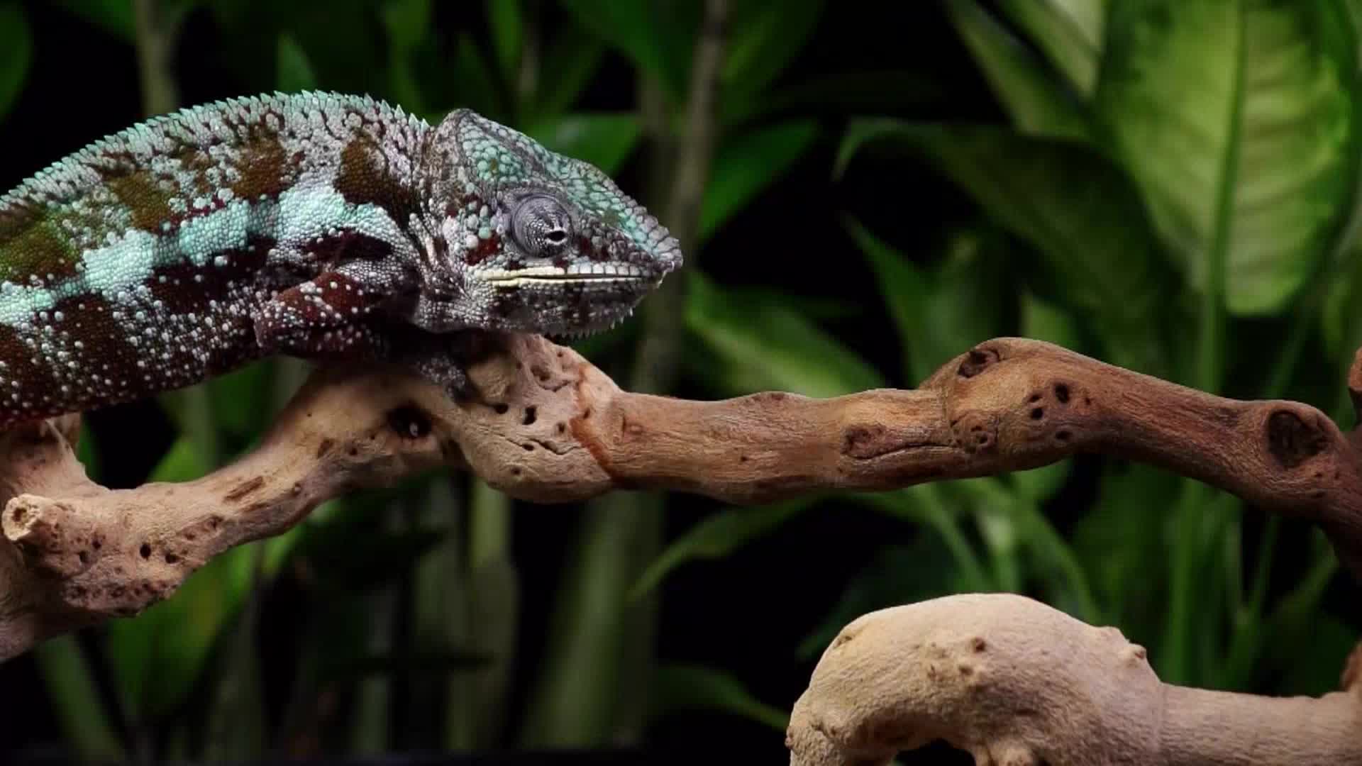 AnimalPlanet