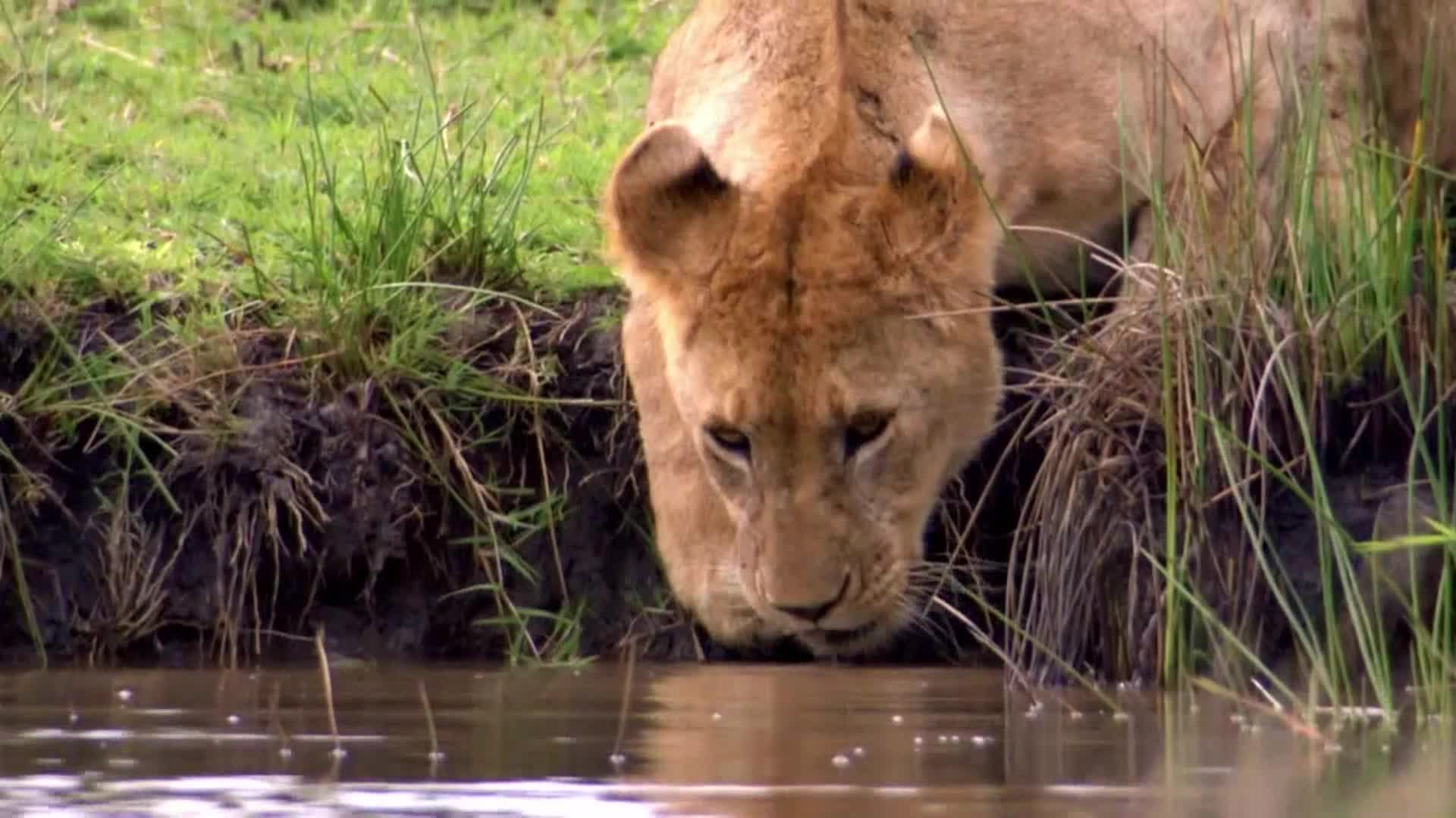 AnimalPlanet