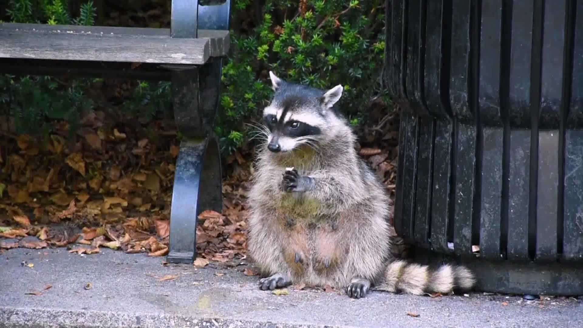 AnimalPlanet