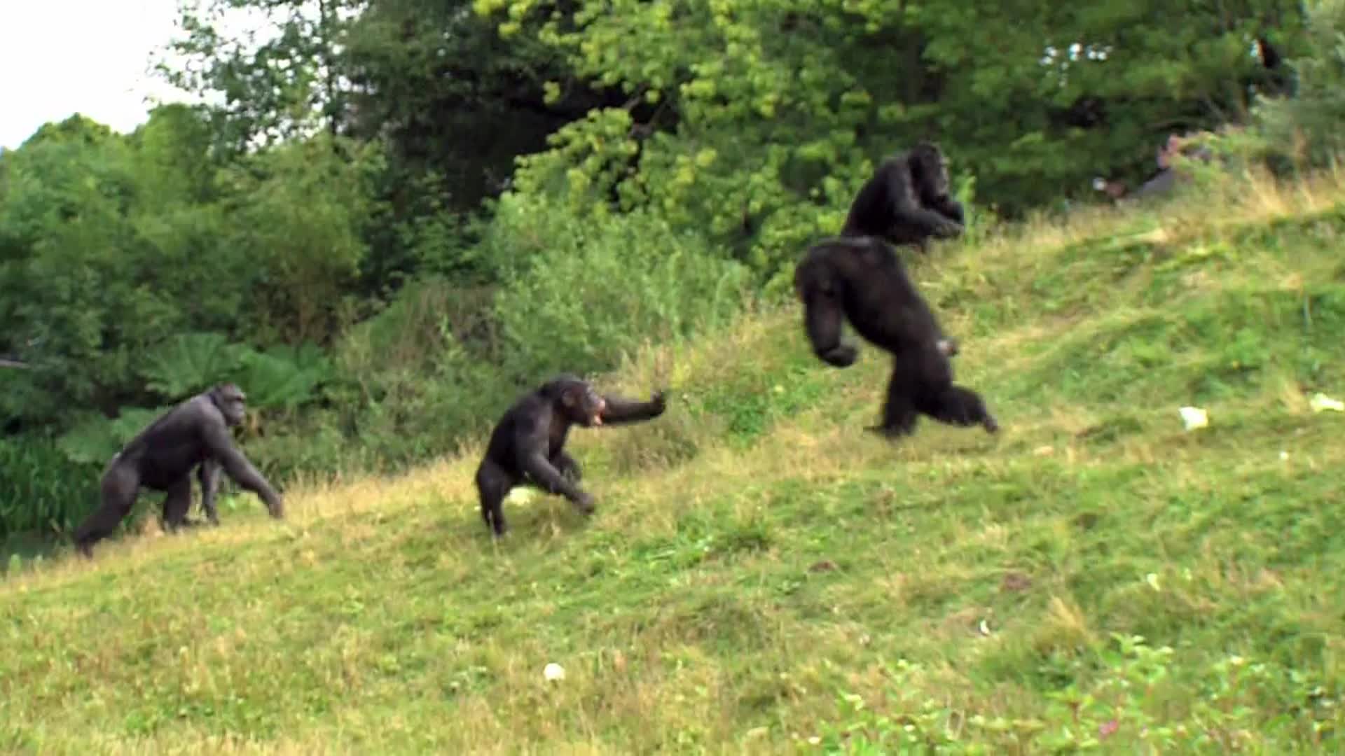 AnimalPlanet