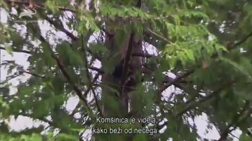 AnimalPlanet