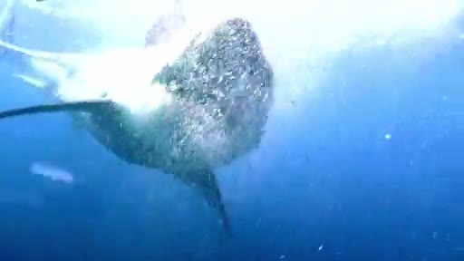 AnimalPlanet